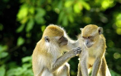 Wildlife in Krabi Province