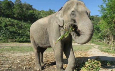 Elephant Sanctuary, Krabi